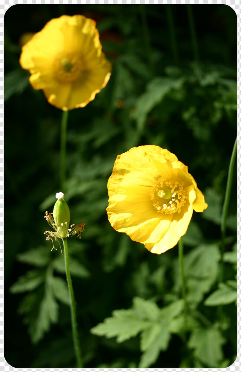 Avens Petal, the little monkey scatters flowers transparent background PNG clipart