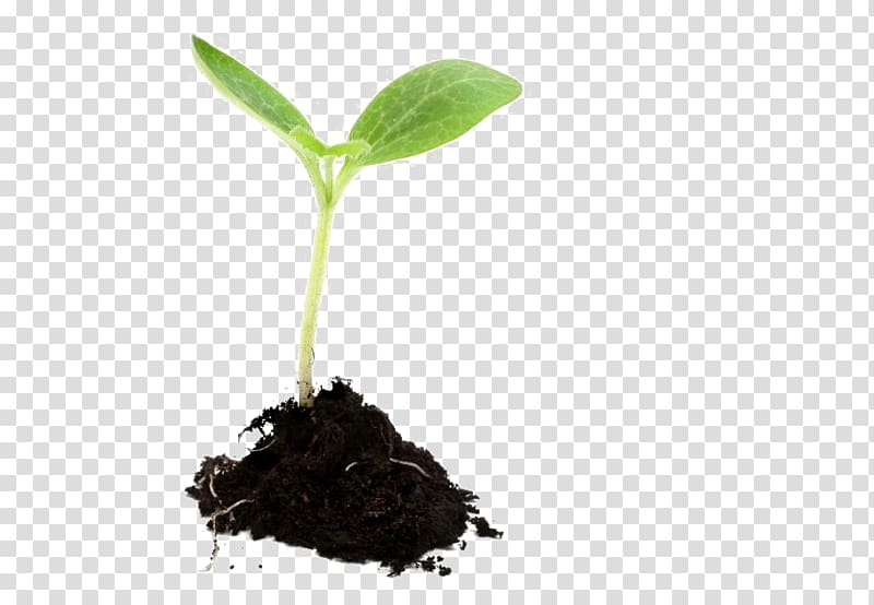 Growing Plants Seedling Sowing, plants transparent background PNG clipart