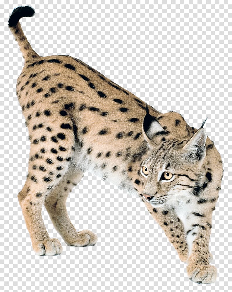 Eurasian lynx Bobcat Canada lynx Felidae, Lynx transparent background PNG clipart