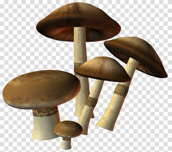 Edible mushroom Oyster Mushroom Fungus, mushroom transparent background PNG clipart