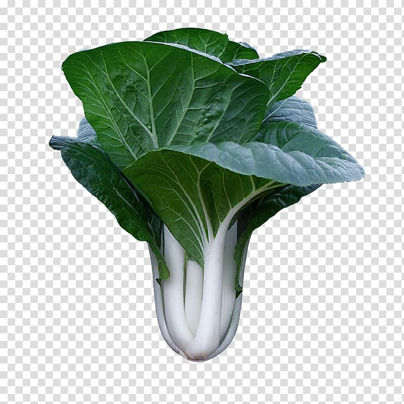 Chard Spring greens Komatsuna Choy sum Leaf vegetable, cabbage transparent background PNG clipart