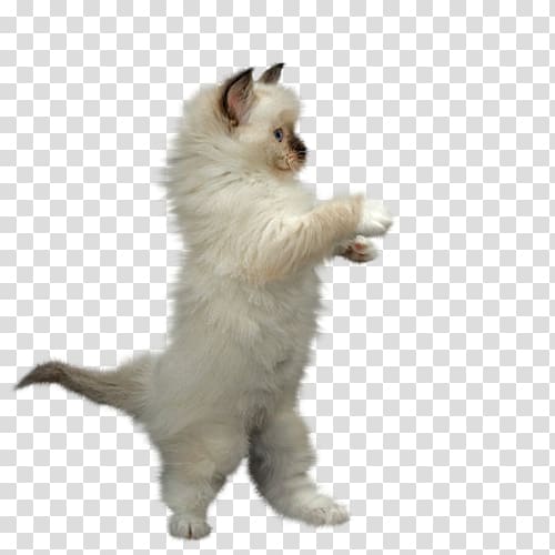 Kitten Ragdoll Animaatio , kitten transparent background PNG clipart