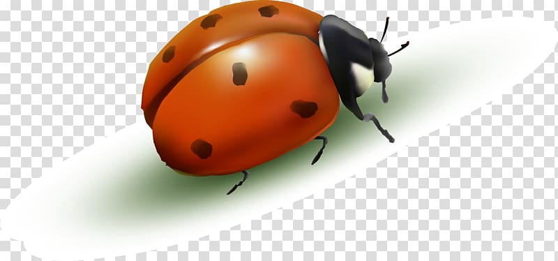 Ladybird Drawing Cartoon, Red cartoon ladybug transparent background PNG clipart