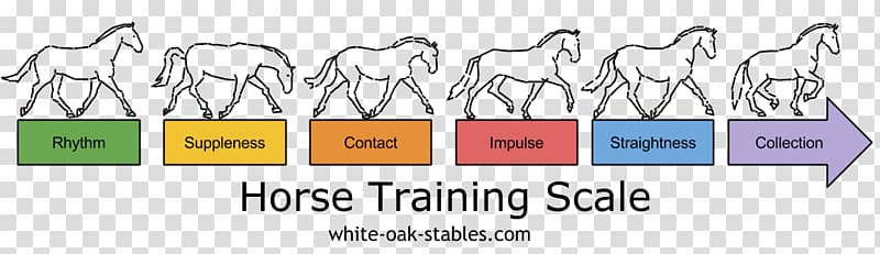 Horse training Equestrian Dressage Show jumping, back ground summer transparent background PNG clipart