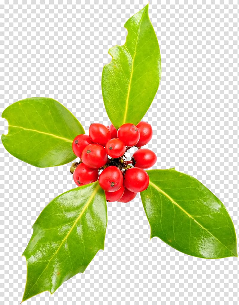 Common holly Aquifoliales Graphical user interface Viscum album, others transparent background PNG clipart