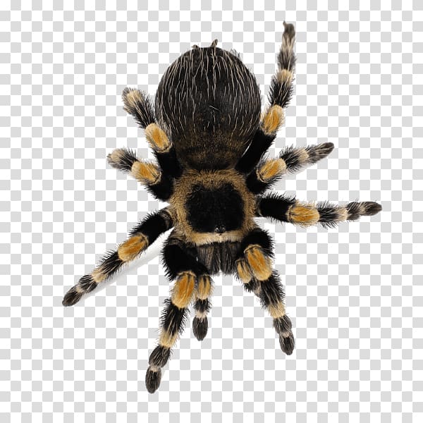 Spider Brachypelma hamorii Smith\'s Redknee Tarantula Lycosa tarantula, spider transparent background PNG clipart
