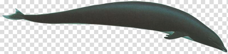 Porpoise Car Cetacea Whale Dolphin, car transparent background PNG clipart