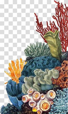 coral transparent background PNG clipart