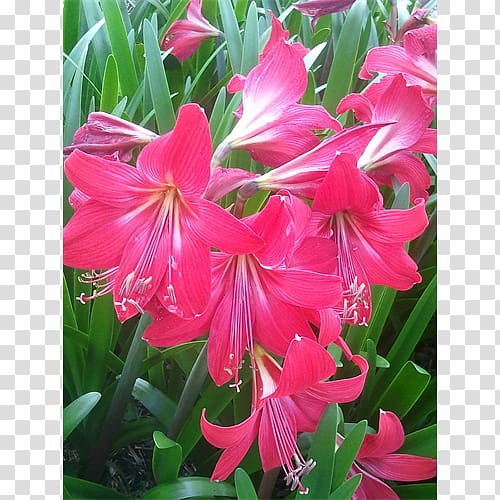 Amaryllis belladonna Crinum Family Shrub, others transparent background PNG clipart