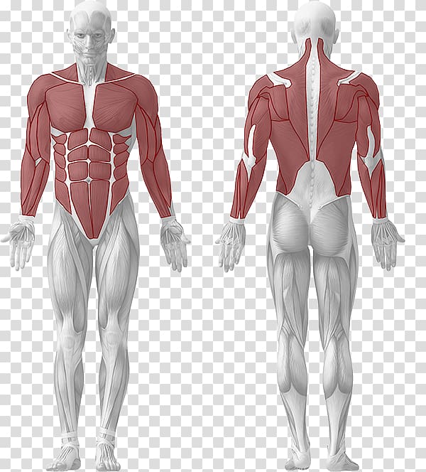 Human body Muscle Muscular system Human anatomy, Dumbbel transparent background PNG clipart