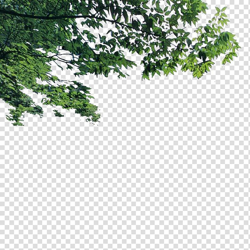 green leafed tree illustration, Tree Landscape Euclidean , Landscape foreground tree transparent background PNG clipart