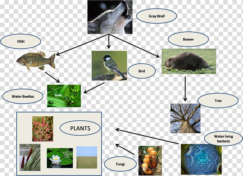 Everglades Food chain Food web Swamp, harbor seal transparent background PNG clipart