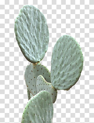 Green Cactus Illustration 16589184 PNG