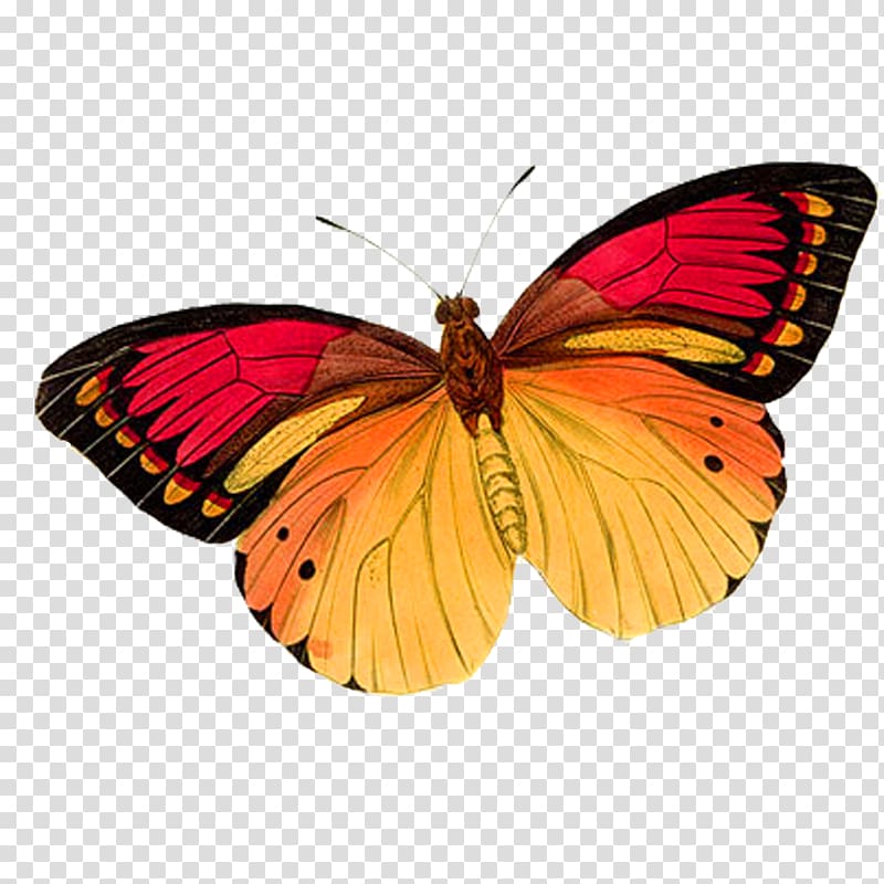 orange, black, and yellow butterfly illustration, Monarch butterfly Pink , butterfly transparent background PNG clipart