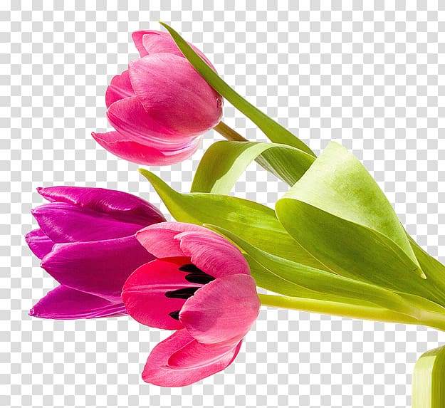 Job Greeting card Wish Message, Tulip flowers transparent background PNG clipart