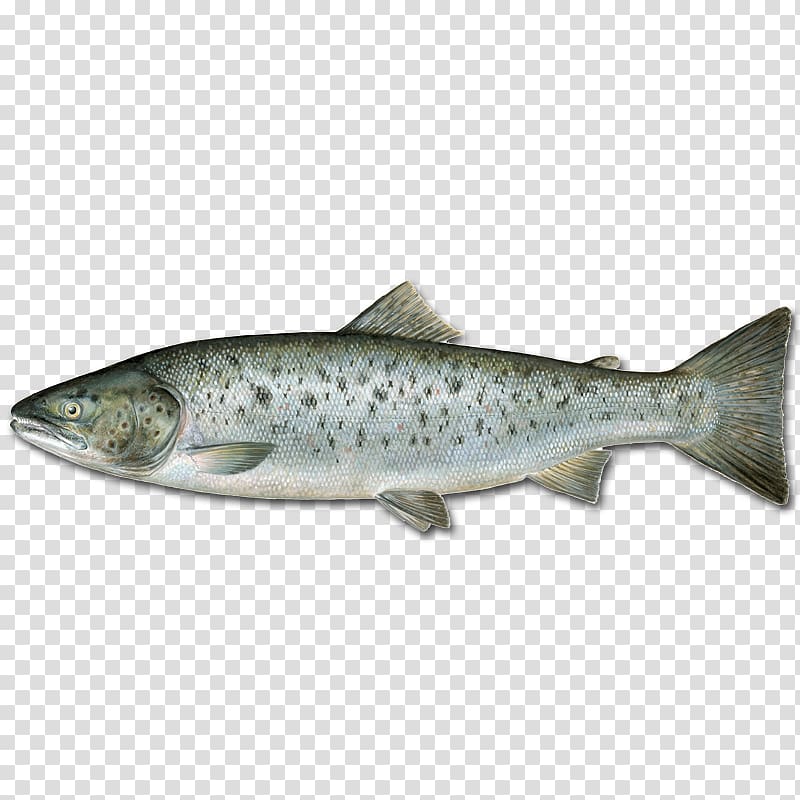 Sardine Coho salmon Brown trout Coastal cutthroat trout, fish transparent background PNG clipart