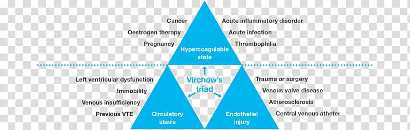 Virchow\'s triad Venous thrombosis Risk factor Deep vein thrombosis, others transparent background PNG clipart
