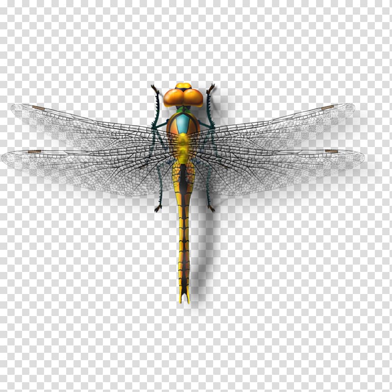 yellow and blue dragonfly , Dragonfly Insect , Dragonfly model transparent background PNG clipart