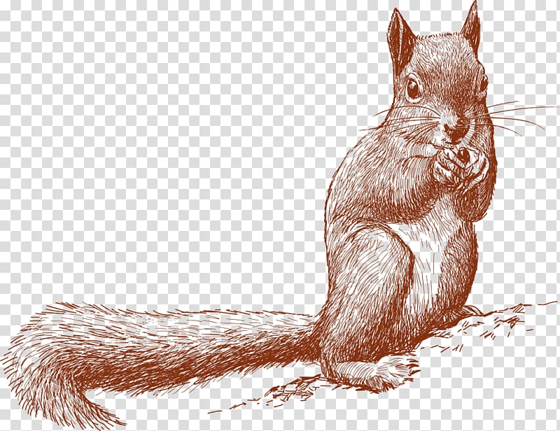Little squirrel holding fruit transparent background PNG clipart