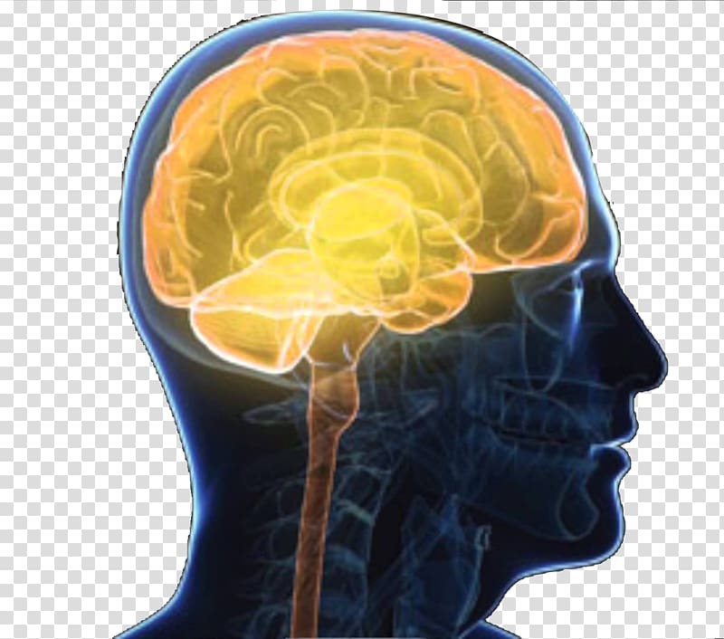 Central nervous system Brain Outline of the human nervous system Nerve, Human brain system schematic side transparent background PNG clipart