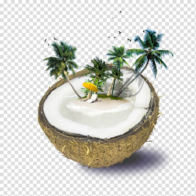 brown coconut, Fiji Weligama Coconut water Beach, Coconut tree coconut on transparent background PNG clipart