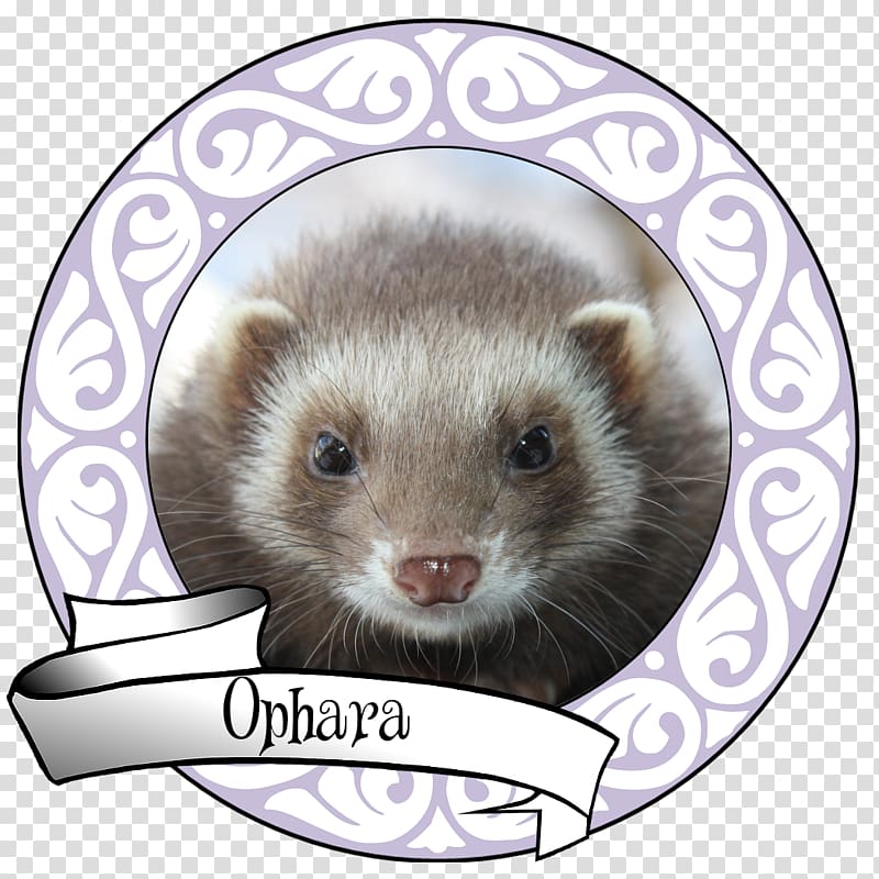 Ferret Weasels American mink Animal Husbandry, ferret transparent background PNG clipart