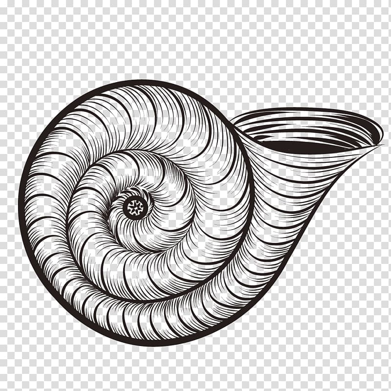 Caracol Seashell Euclidean Snail, Hand-painted exquisite snail shell transparent background PNG clipart