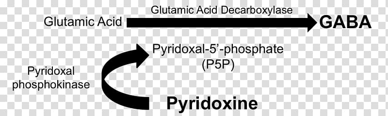 Pyridoxine gamma-Aminobutyric acid Pyridoxal phosphate Vitamin B-6, Status Epilepticus transparent background PNG clipart