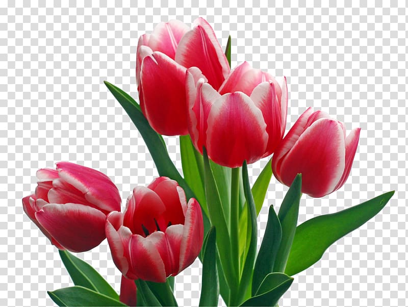 Keukenhof Indira Gandhi Memorial Tulip Garden Flower , tulips transparent background PNG clipart