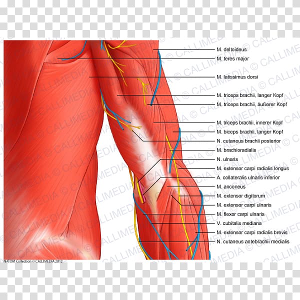 Elbow Coronal plane Ulnar nerve Muscle Anatomy, others transparent background PNG clipart