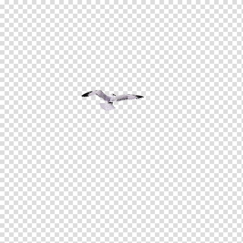Sweden European Herring Gull Duck Goose Cygnini, Flying seagull transparent background PNG clipart