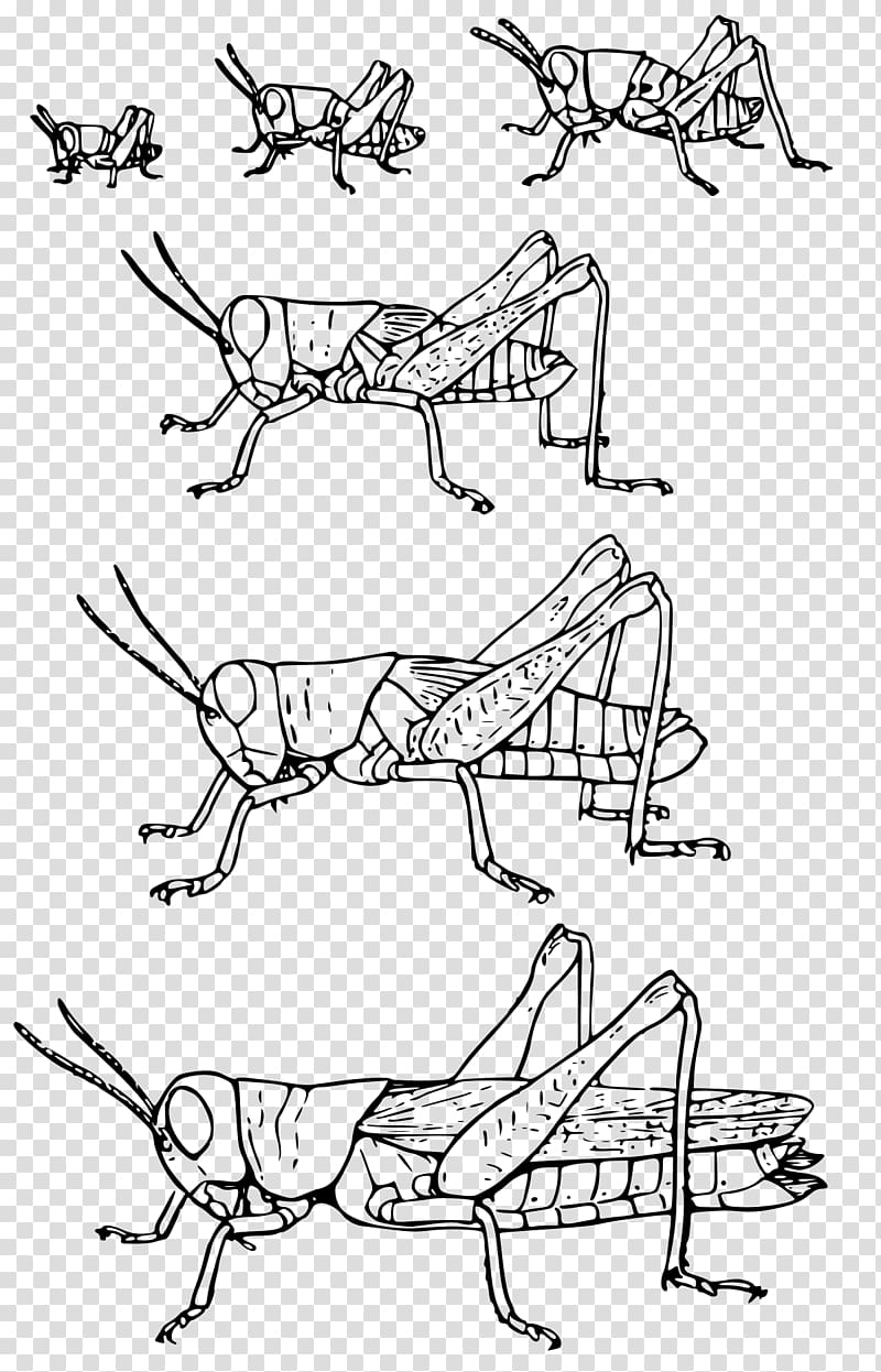 Insect Grasshopper Metamorphosis Hemimetabolism Ecdysis, insect transparent background PNG clipart