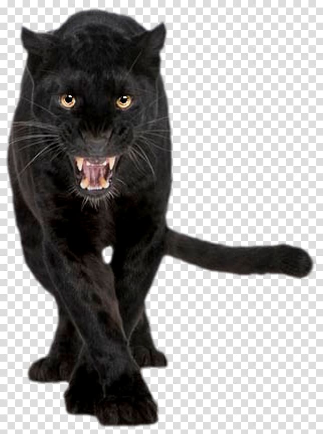 Black Panther Jaguar Cougar Felidae Cat Black Panther Transparent