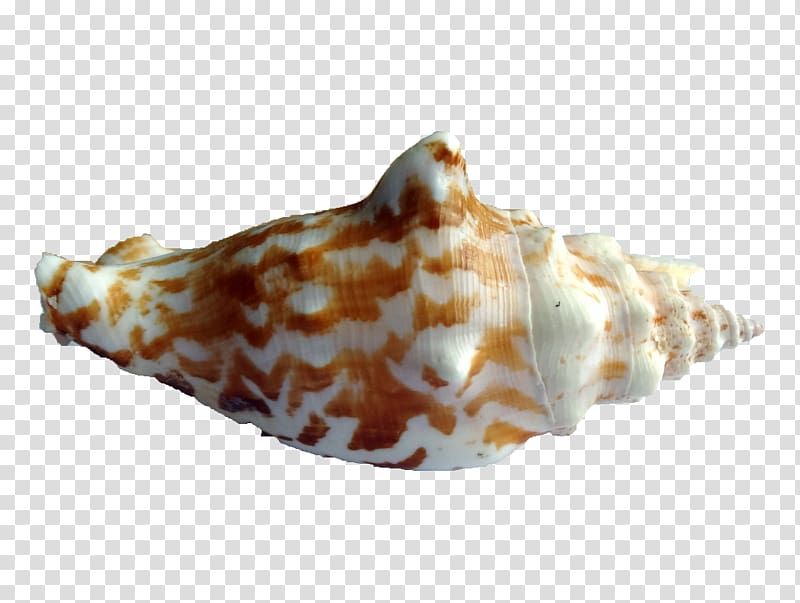 Shankha Seashell Conchology Sea snail, seashell transparent background PNG clipart