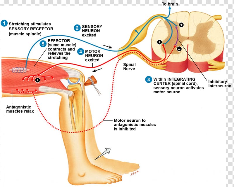 Reflex arc Stretch reflex Patellar reflex Anatomy, cranial nerve transparent background PNG clipart