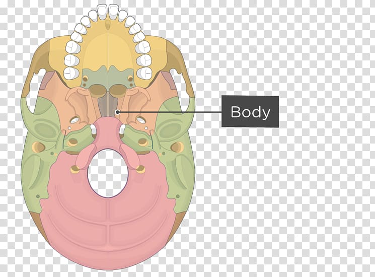 Pterygoid processes of the sphenoid Pterygoid hamulus Medial pterygoid muscle Sphenoid bone, skull transparent background PNG clipart