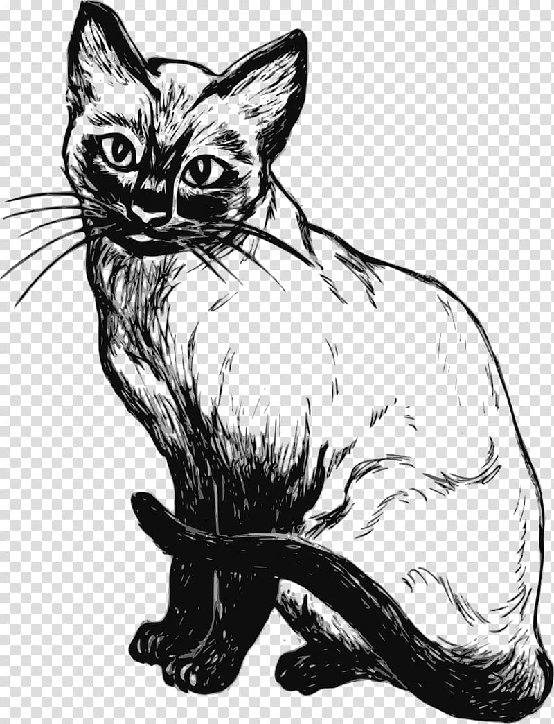 Siamese cat Kitten Drawing Snowshoe cat, kitten transparent background PNG clipart