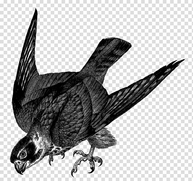 Bird Drawing Falcon , albatross transparent background PNG clipart