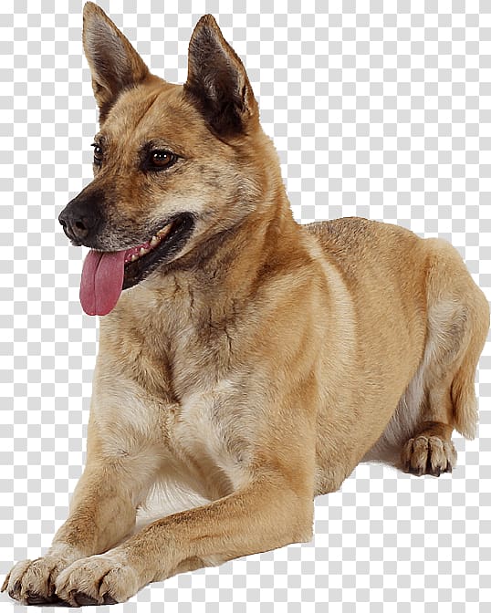 Canaan Dog Carolina Dog Kunming wolfdog Dog breed, hunde transparent background PNG clipart