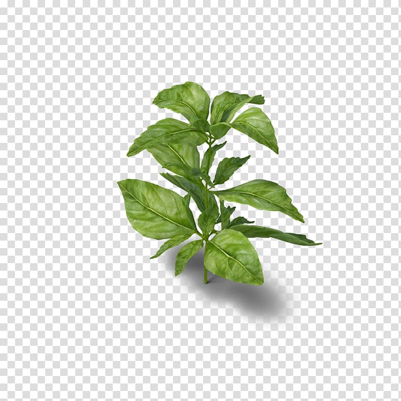 green leaf plant illustration, Basil Herb Medicinal plants Parsley, Basil herb transparent background PNG clipart
