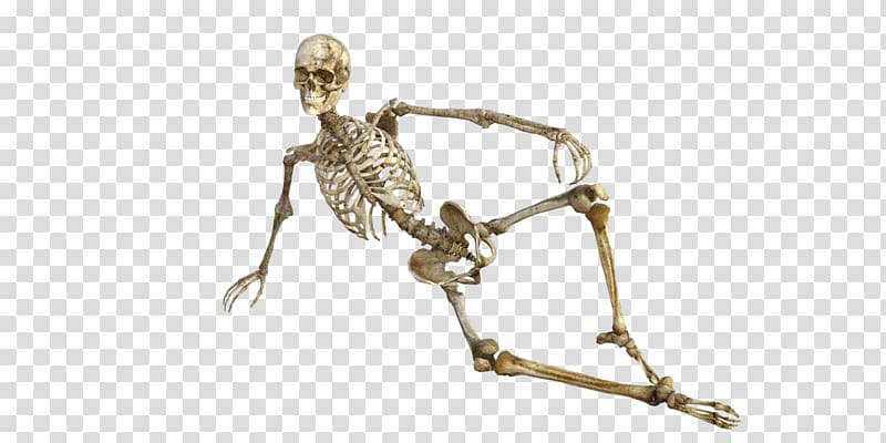 Bone Human skeleton Osteoporosis Human body, Skeleton frame model transparent background PNG clipart