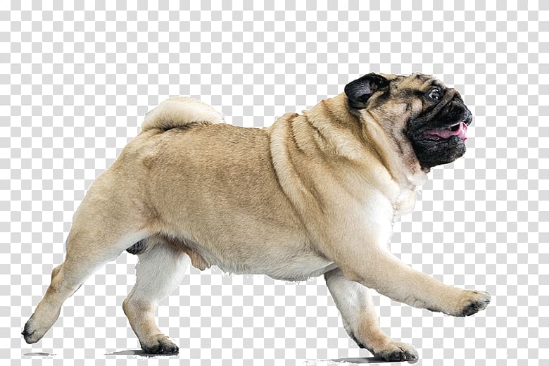 Your Pug Dog breed Companion dog Puppy, puppy transparent background PNG clipart