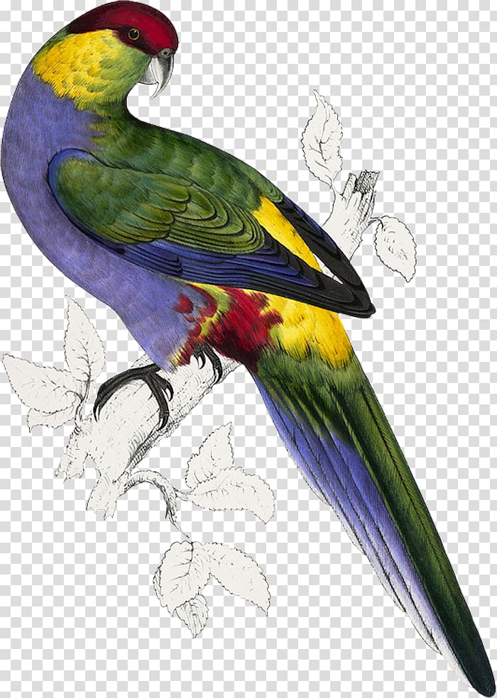 Bird Budgerigar Red-capped parrot Illustrations of the Family of Psittacidae, or Parrots Parakeet, Bird transparent background PNG clipart