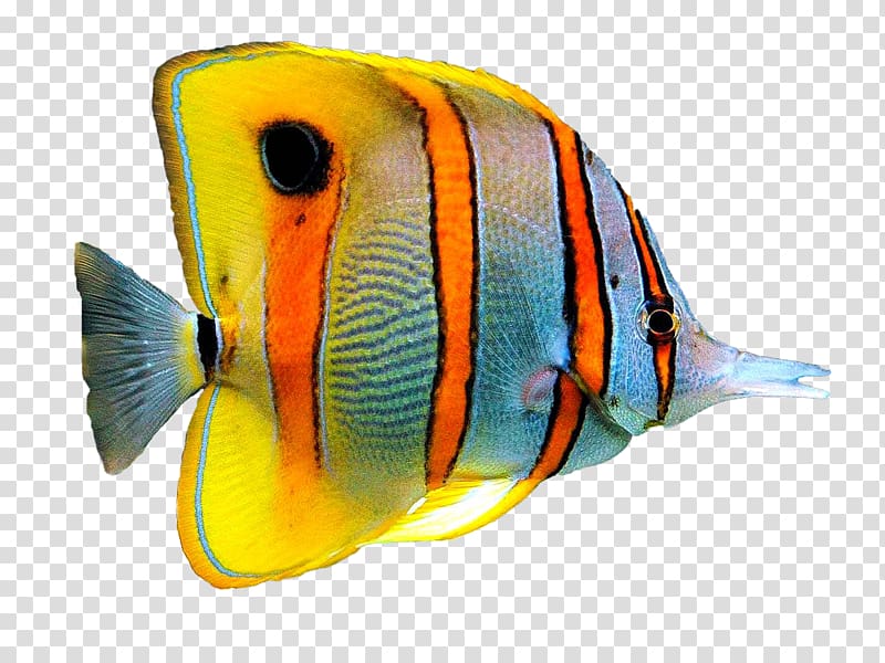 Goldfish Information Aquarium, fish transparent background PNG clipart