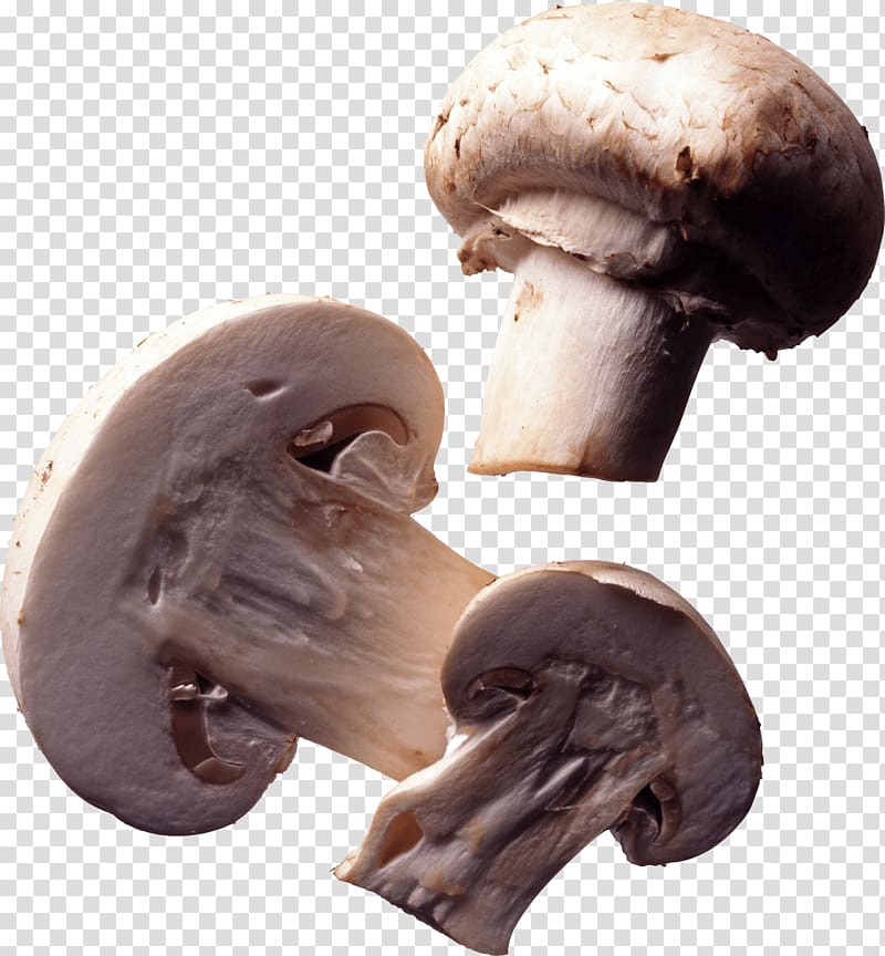 Mushroom Fungus, Mushroom transparent background PNG clipart