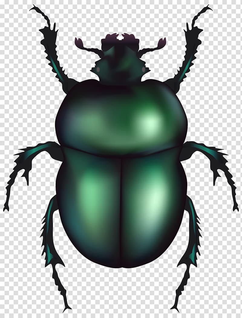 Volkswagen Beetle Dung beetle , insect transparent background PNG clipart