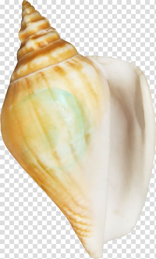 Seafood Seashell Conchology , shell transparent background PNG clipart