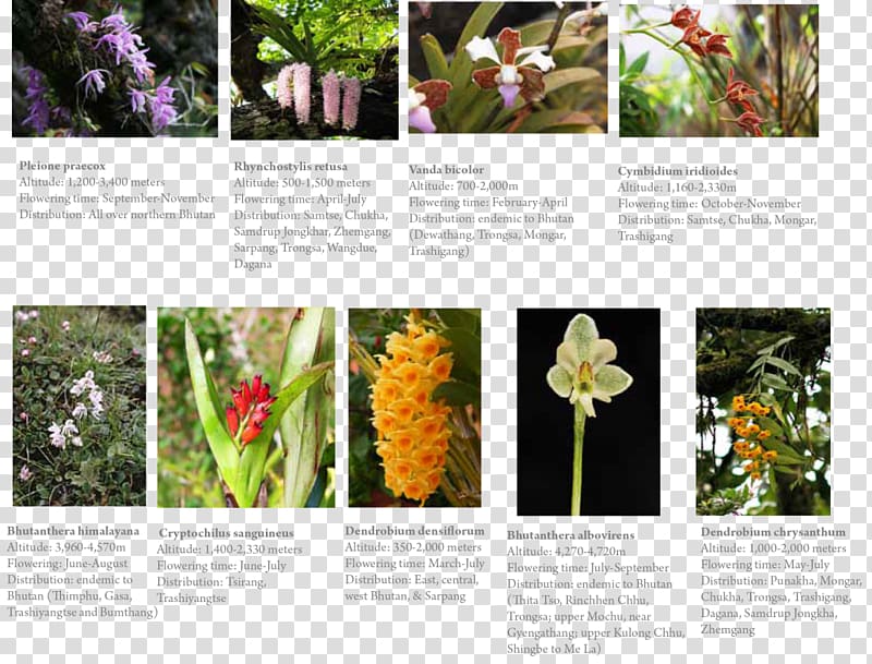 Orchids Singapore orchid Samtse District Punakha Floral design, others transparent background PNG clipart