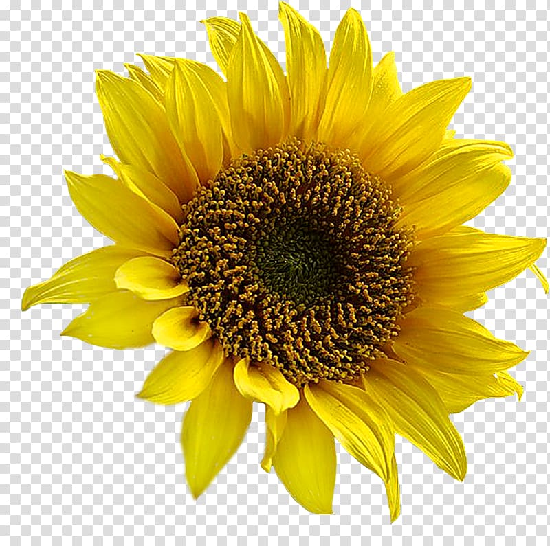 Common sunflower Sunflower seed Clarins Body Lift Cellulite Control , sunflowers transparent background PNG clipart