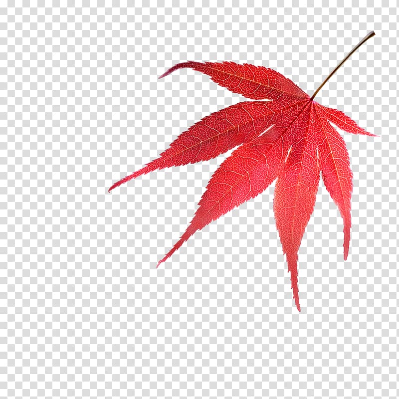 Leaf Oriental Trees, Backyard Nurseries Japanese maple Red maple, BAY LEAVES transparent background PNG clipart